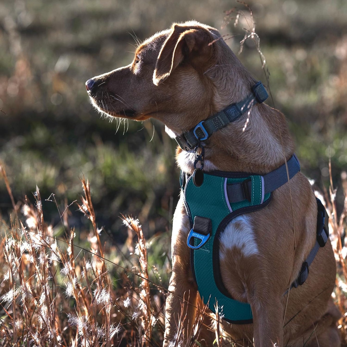 Embark XL No-Pull Dog Harness With Reflective Trim
