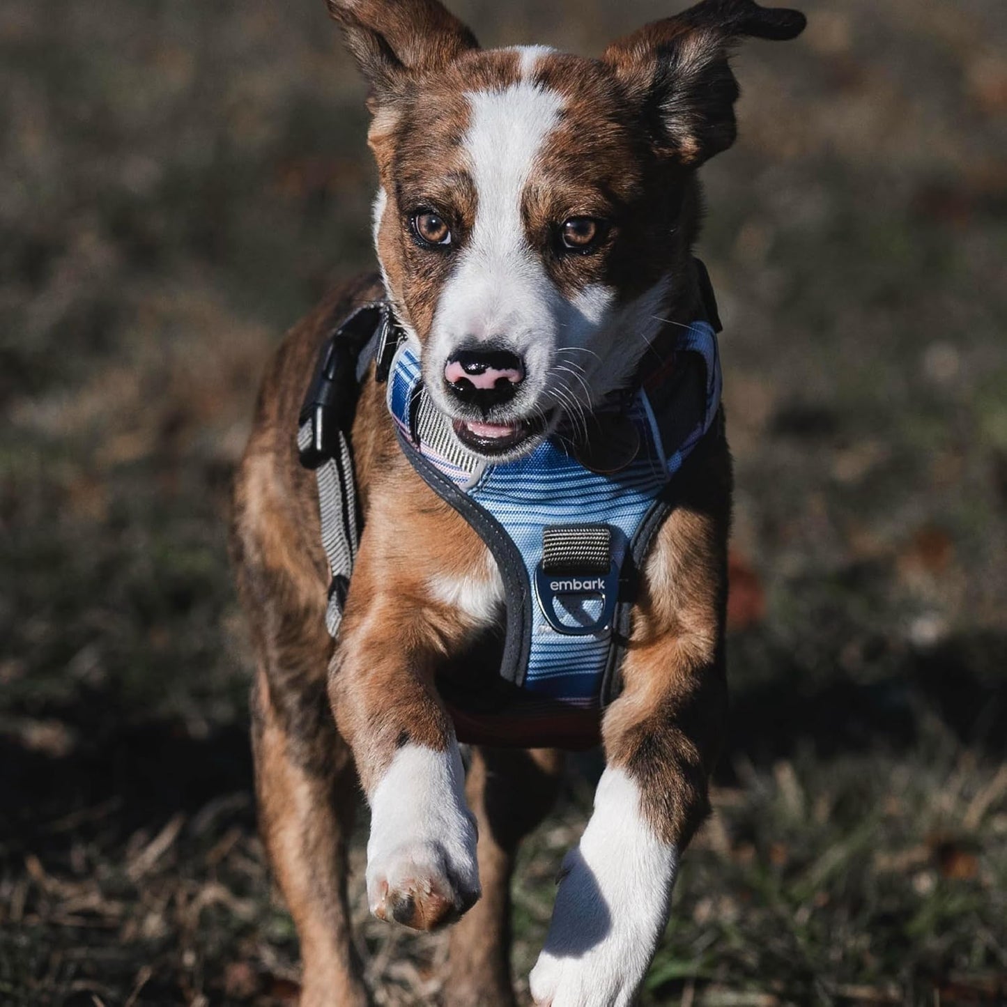 Embark Reflective No-Pull Harness for Small Dogs