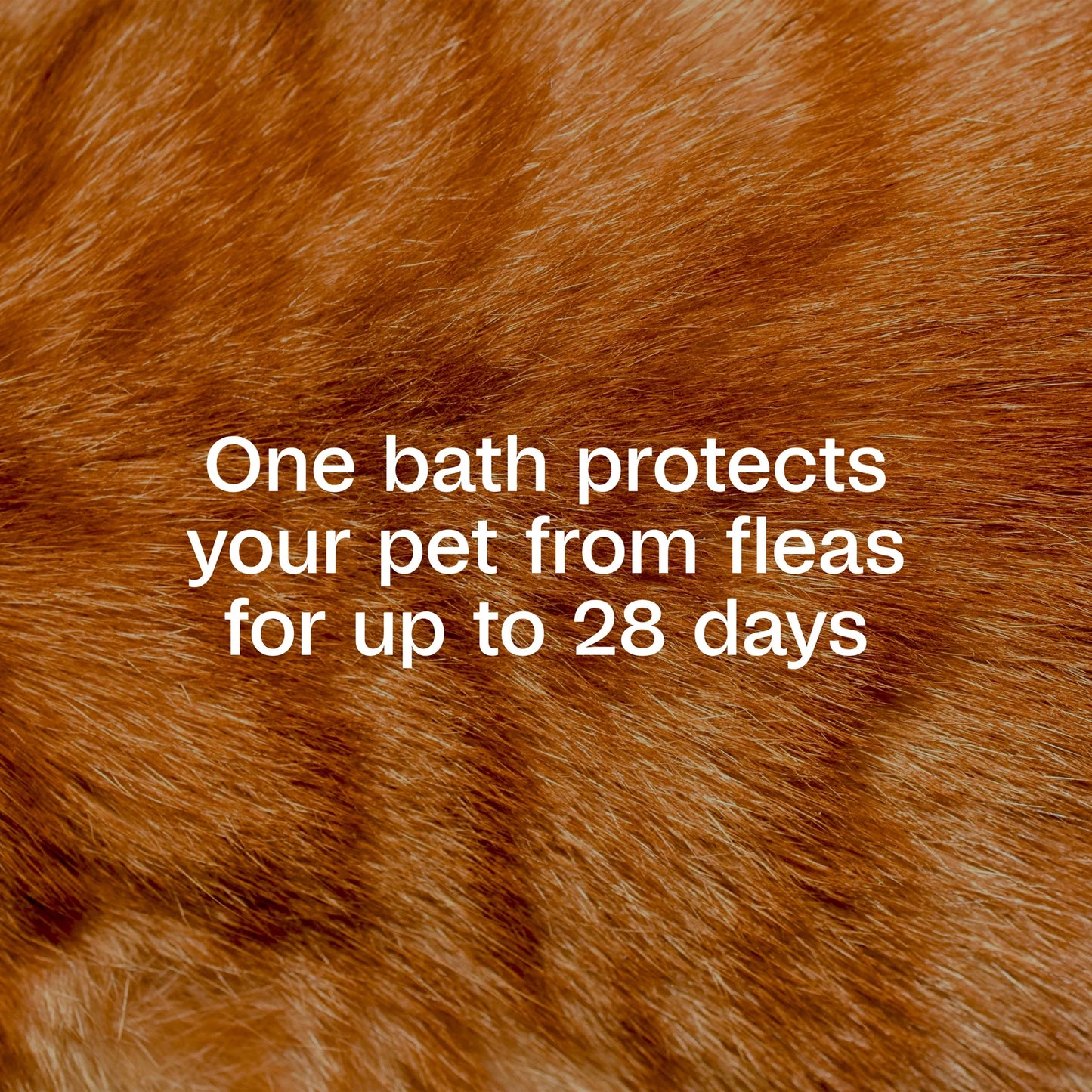 plus Flea & Tick Foaming Shampoo & Wash for Cats & Kittens over 12 Weeks, Sensitive Skin Flea Treatment for Cats & Kittens, Kills Adult Fleas, Ticks and Lice on Contact, 10 Fluid Ounces