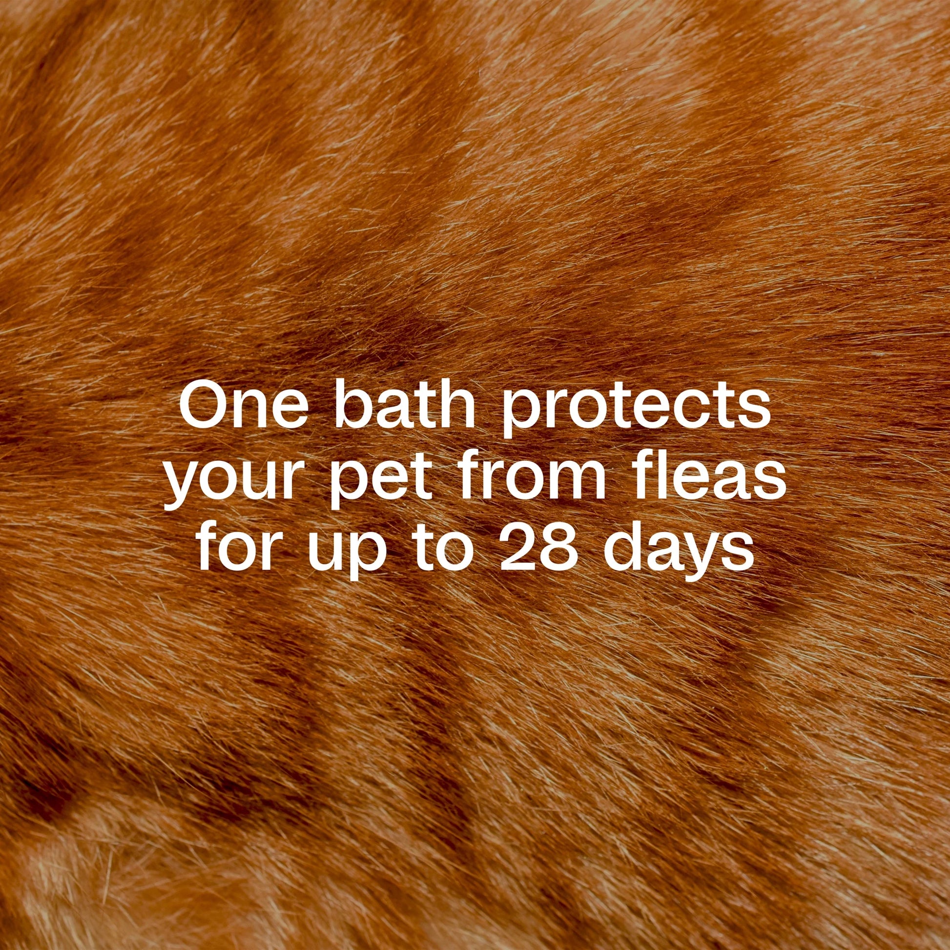 plus Flea & Tick Foaming Shampoo & Wash for Cats & Kittens over 12 Weeks, Sensitive Skin Flea Treatment for Cats & Kittens, Kills Adult Fleas, Ticks and Lice on Contact, 10 Fluid Ounces