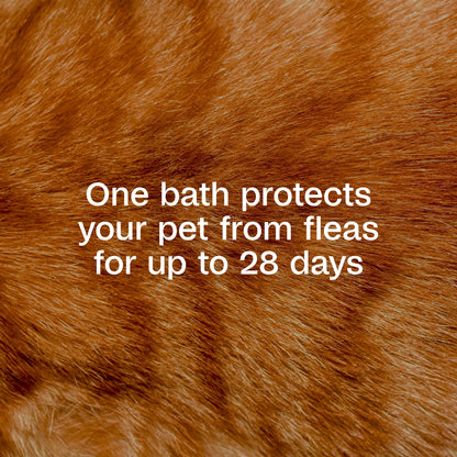 plus Flea & Tick Foaming Shampoo & Wash for Cats & Kittens over 12 Weeks, Sensitive Skin Flea Treatment for Cats & Kittens, Kills Adult Fleas, Ticks and Lice on Contact, 10 Fluid Ounces