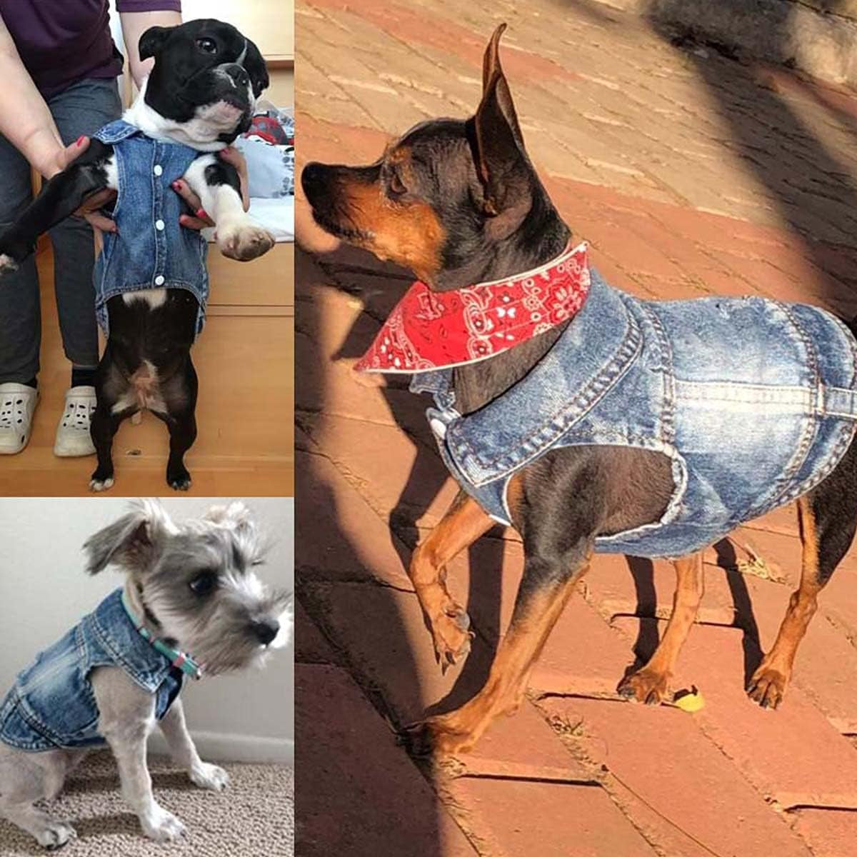 Jean Jacket Puppy Blue Denim Lapel Vest Coat Costume, Dog Boy Girl T-Shirt Clothes, Cool Funny Apparel Outfits, Machine Washable Dog Cat Outfits (S) Medium