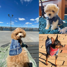 Jean Jacket Puppy Blue Denim Lapel Vest Coat Costume, Dog Boy Girl T-Shirt Clothes, Cool Funny Apparel Outfits, Machine Washable Dog Cat Outfits (S) Medium